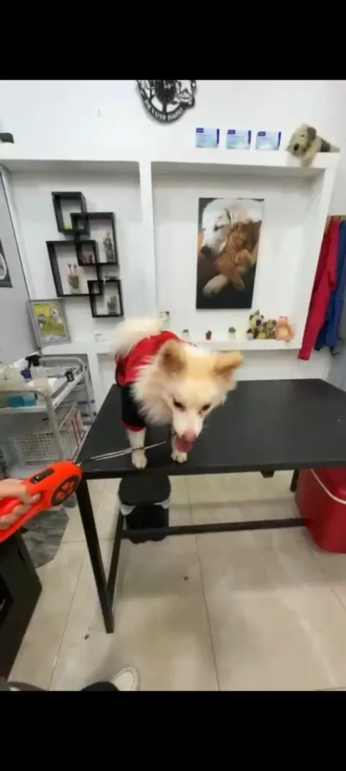 Chien SPITZ