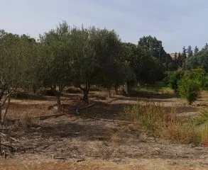 Vente Terrain Agricole Oran Oued tlelat