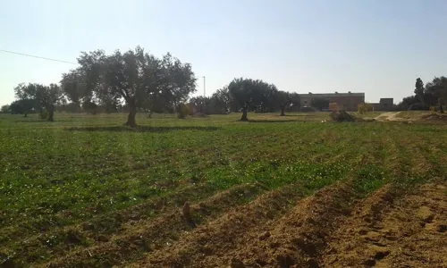 Vente Terrain Agricole Oran Oued tlelat