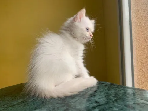 Chaton Persan Blanche très poilu.