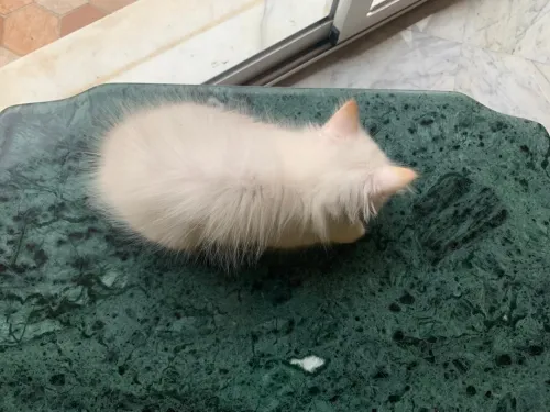 Chaton Persan Blanche très poilu.