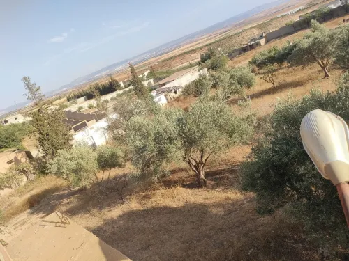 Vente Terrain Agricole Tlemcen Remchi