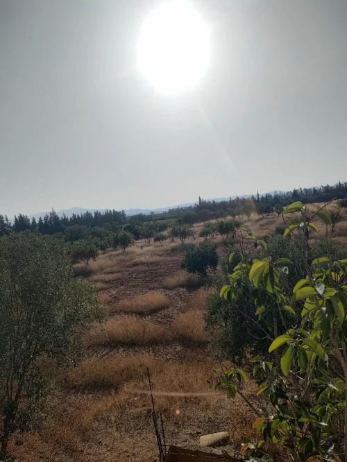 Vente Terrain Agricole Tlemcen Remchi