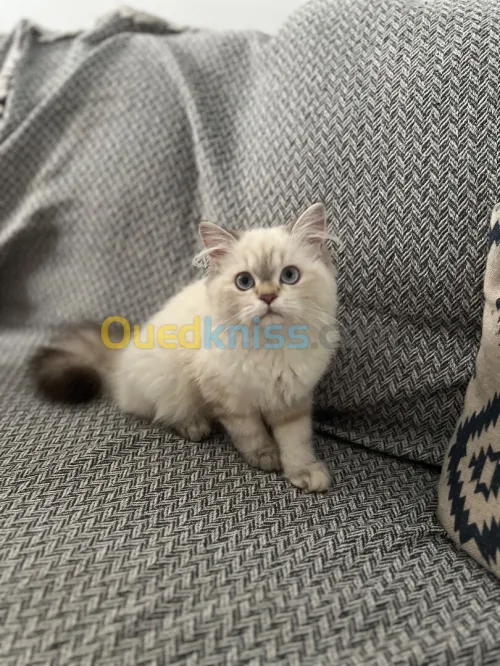 Chats persans femelle 
