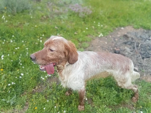 Chien de chasse setter anglais age17moisi