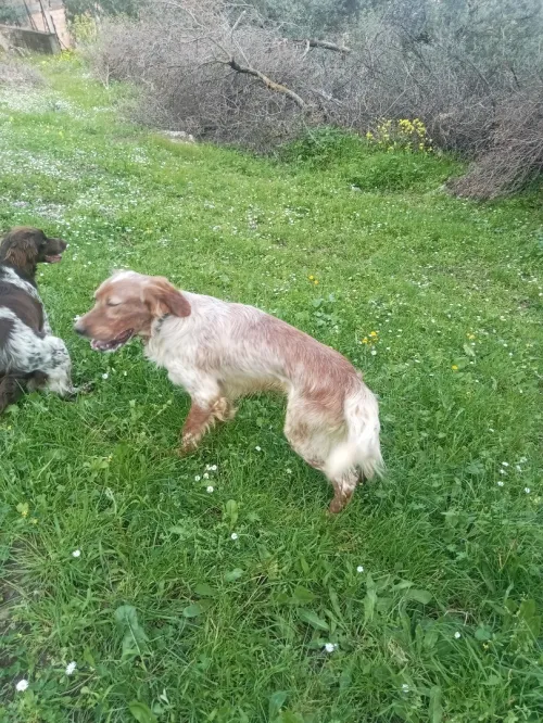 Chien de chasse