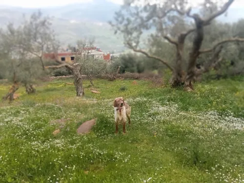 Chien de chasse