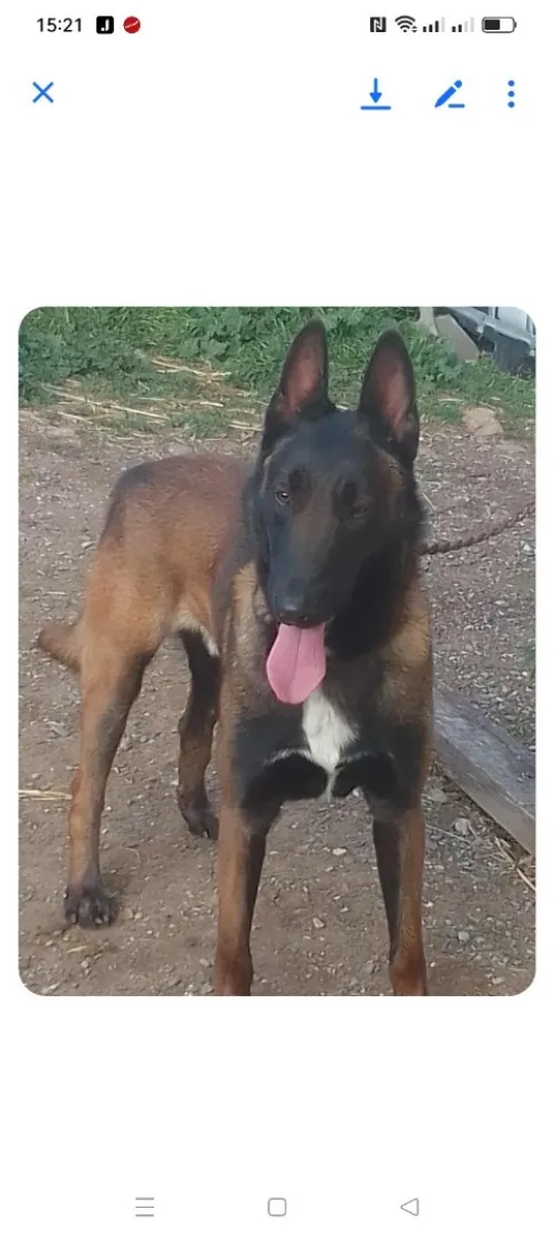 Chien de garde 
