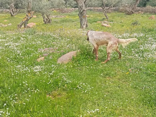 Chien de chasse setter anglais age17moisi