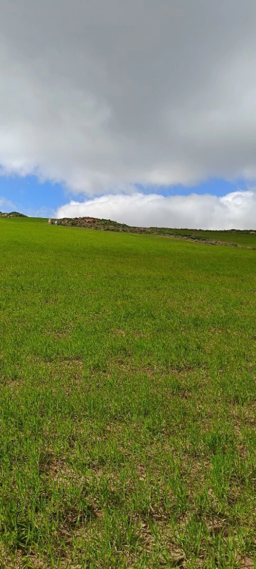 Vente Terrain Agricole Bordj Bou Arreridj Medjana