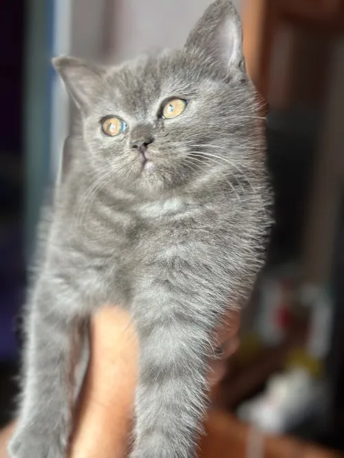 British shorthair