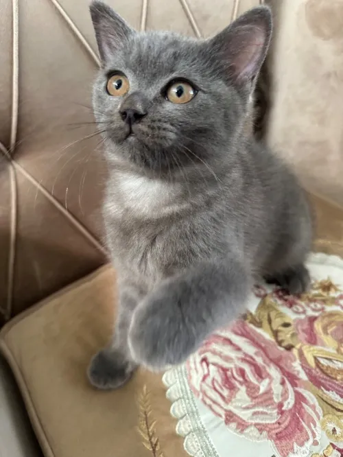 British shorthair