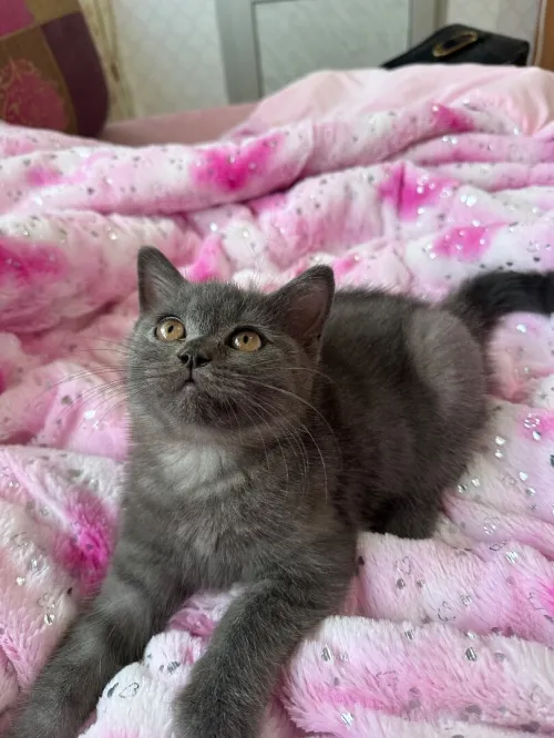 British shorthair