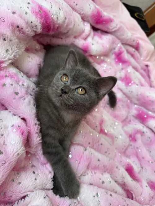 British shorthair