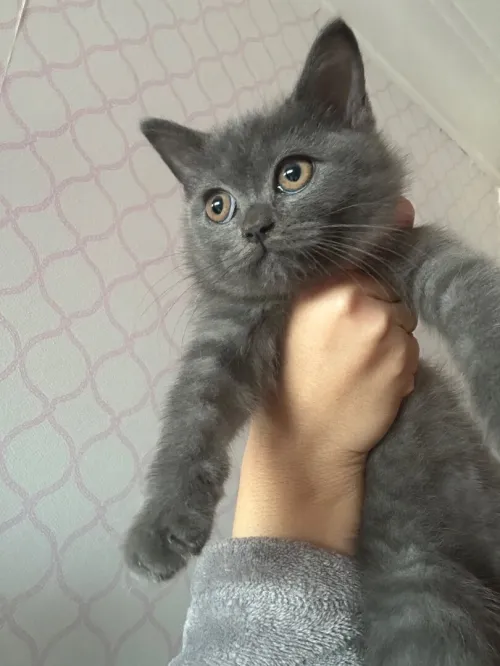 British shorthair