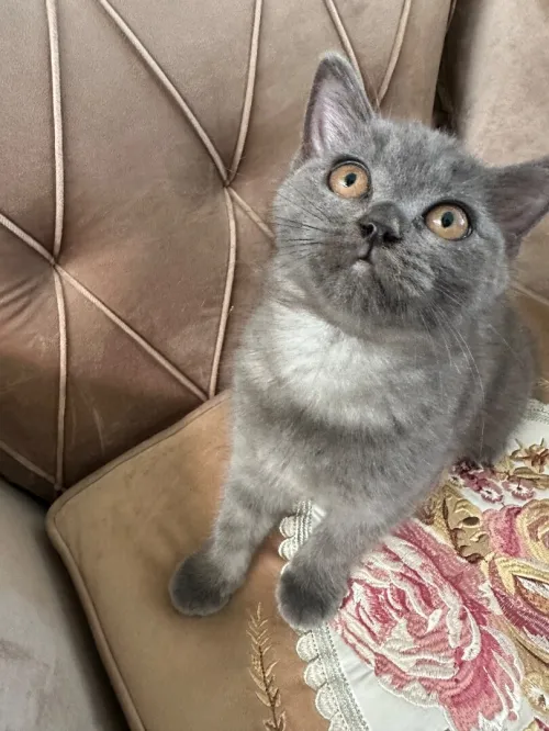 British shorthair