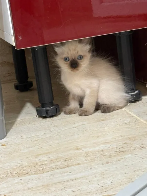 Chats siamois 