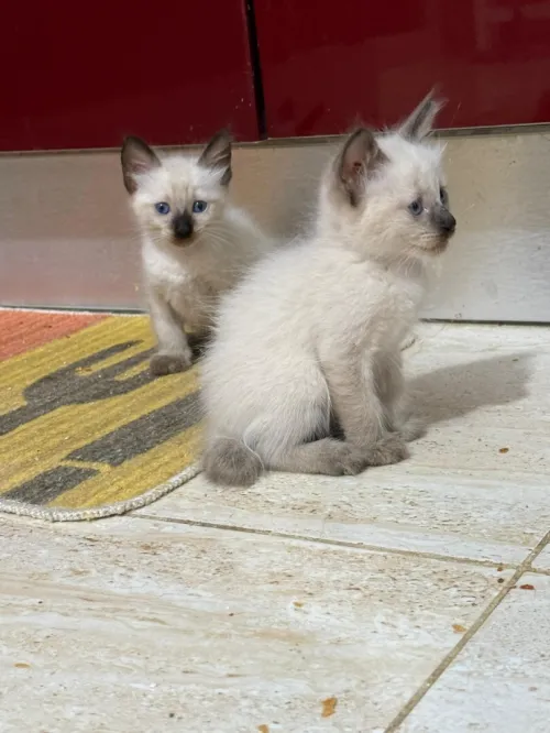 Chats siamois 