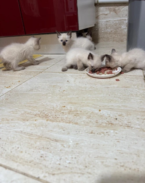 Chats siamois 