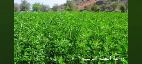 Vente Terrain Agricole Djelfa Bouira lahdab