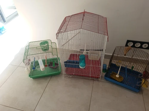 Canaris et perruche
