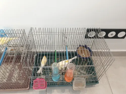 Canaris et perruche
