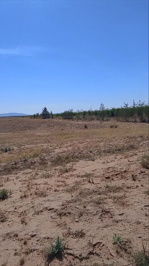 Vente Terrain Agricole Djelfa Benhar