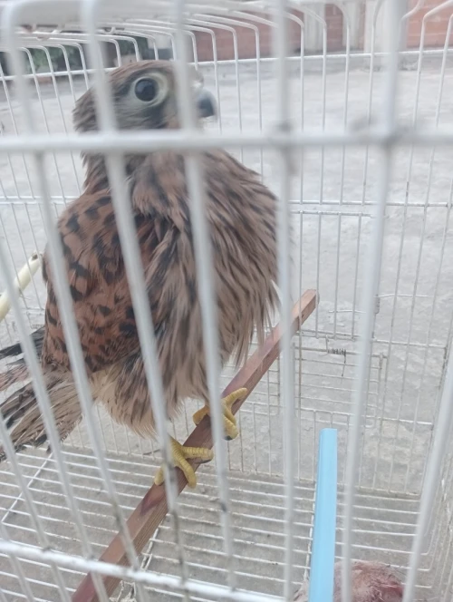 طائر العوسق (بوعميرة)