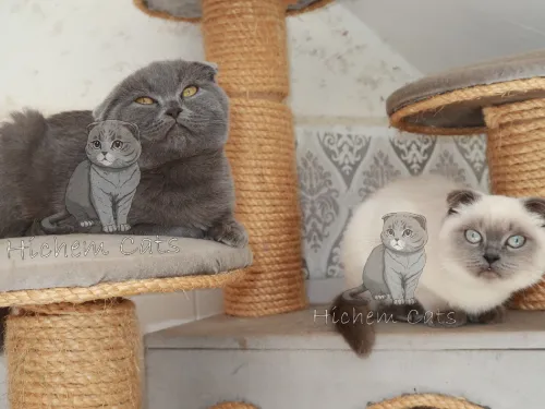 Scottish folds pure race
