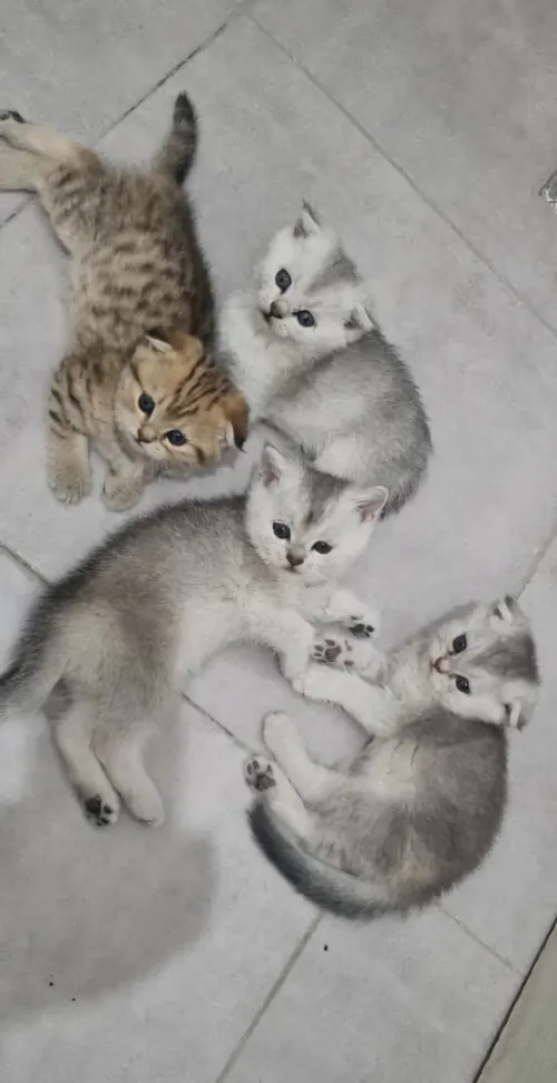 Chatons British et Scottish Fold, Golden et Fold