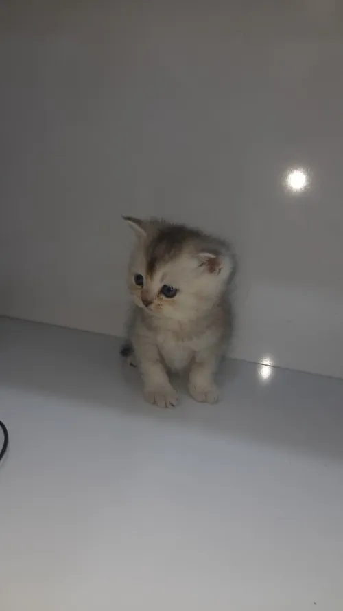 Chatons scottish fold et british, golden et silver