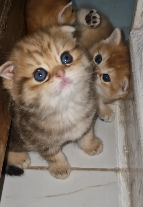 Chatons British et Scottish Fold, Golden et Fold