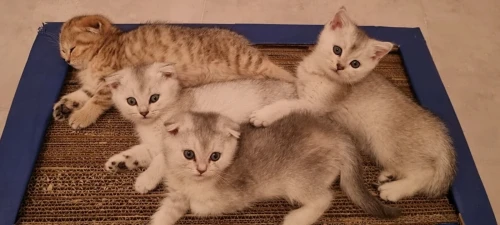 Chatons British et Scottish Fold, Golden et Fold