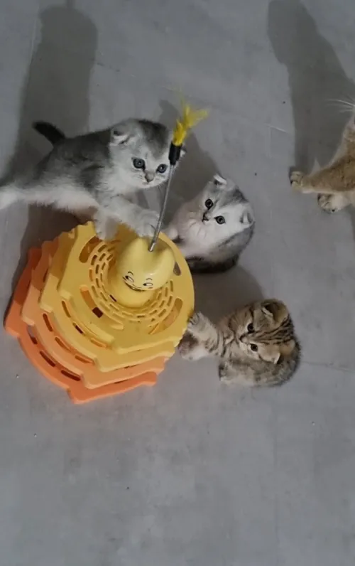 Chatons British et Scottish Fold, Golden et Fold