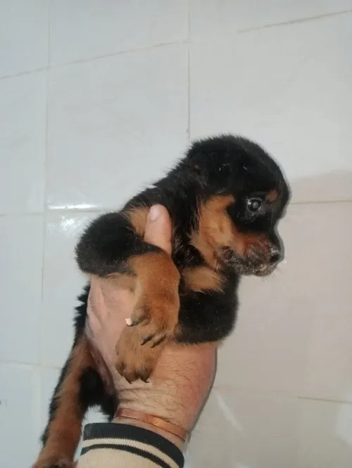 Vente de chiots femelle rottweiler allemand