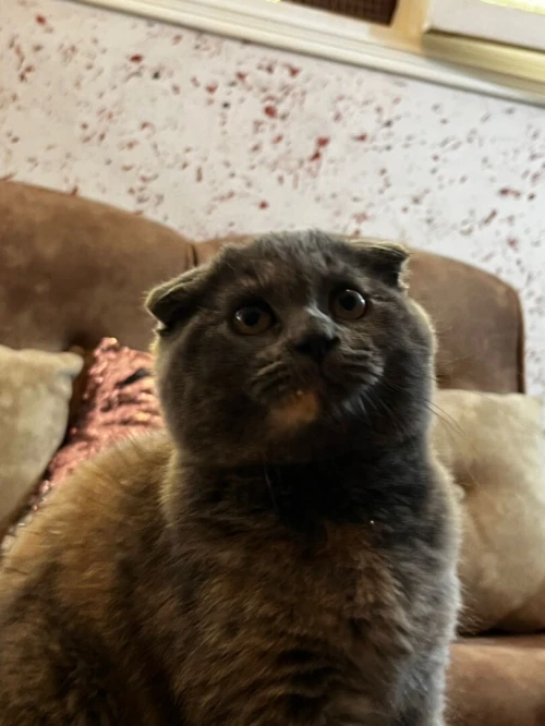 Scottish fold et British short hair 