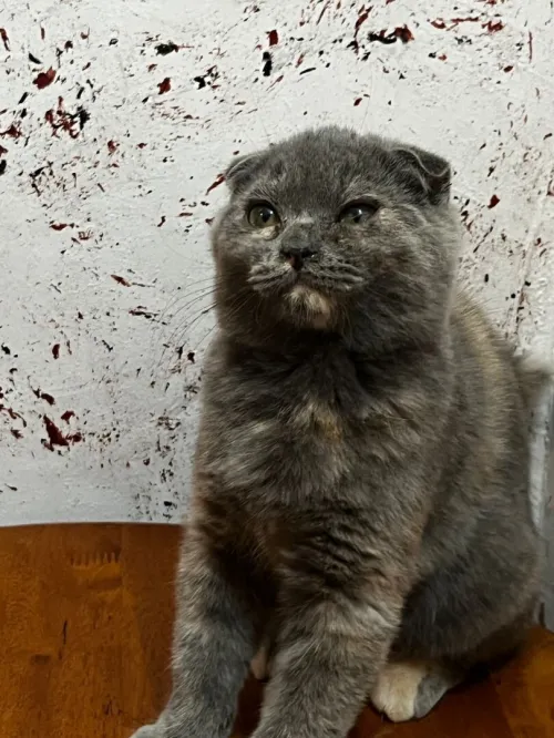 Scottish fold et British short hair 