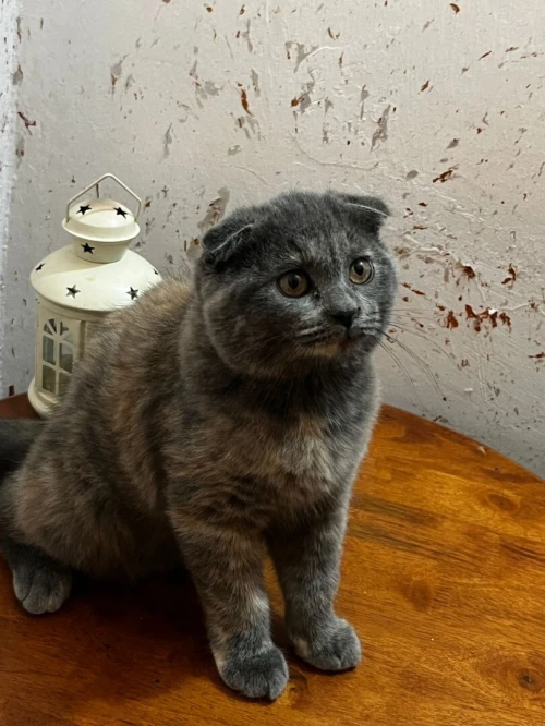 Scottish fold et British short hair 