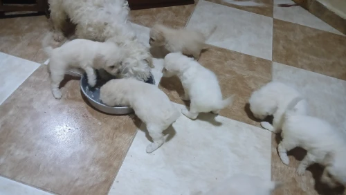 Caniche bichon de race pure