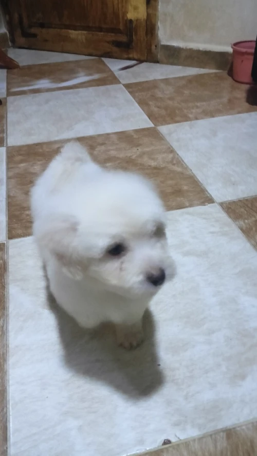 Caniche bichon de race pure