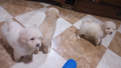 Caniche bichon de race pure