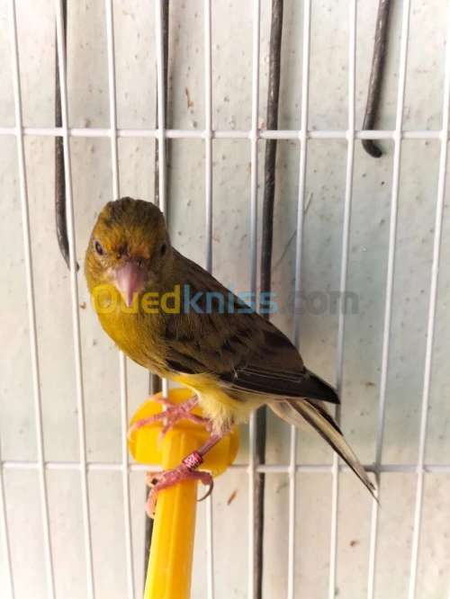 Canari raza espagnol 