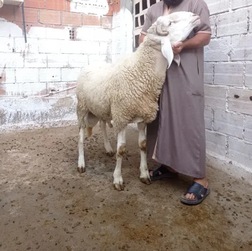 كبش فحل للبيع السن سداسي جديد