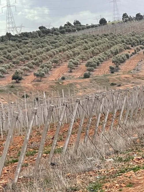 Vente Terrain Agricole Aïn Témouchent Chaabet el ham