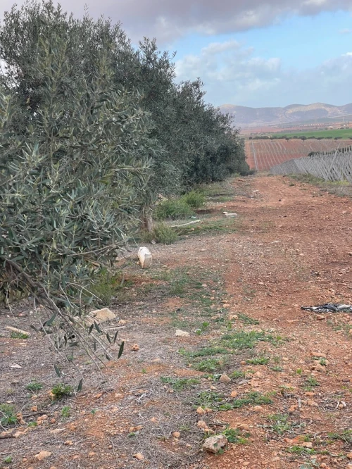 Vente Terrain Agricole Aïn Témouchent Chaabet el ham