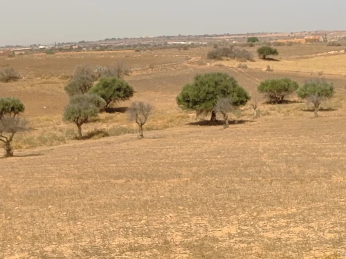 Vente Terrain Agricole Mascara Oggaz
