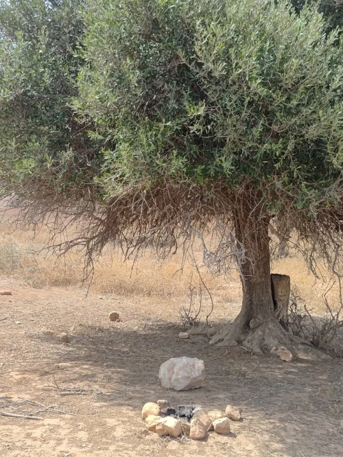 Vente Terrain Agricole Mascara Oggaz 3