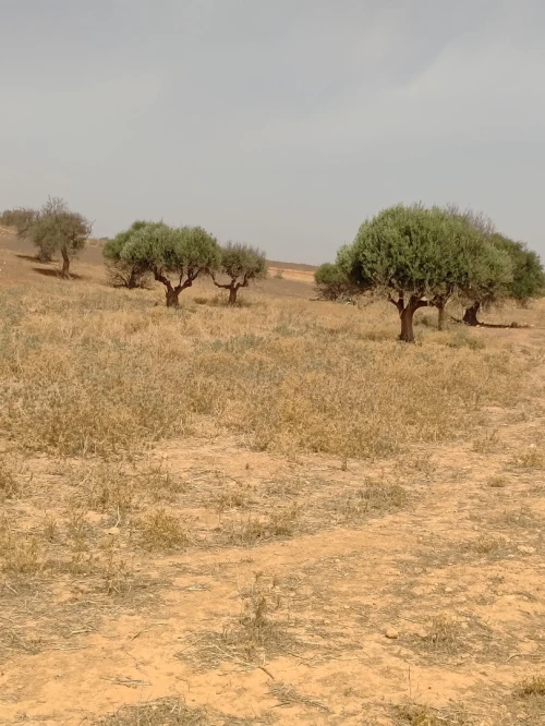 Vente Terrain Agricole Mascara Oggaz 2