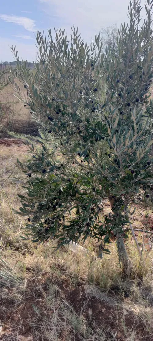 Vente Terrain Agricole Aïn Témouchent Ouled kihal