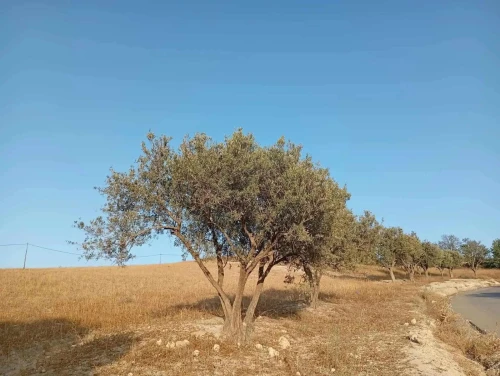 Vente Terrain Agricole Aïn Témouchent Ain kihal